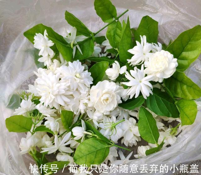 老桩|淘汰的茉莉花老桩不要丢,茉莉花老桩3个月的蜕变,光头变帅哥