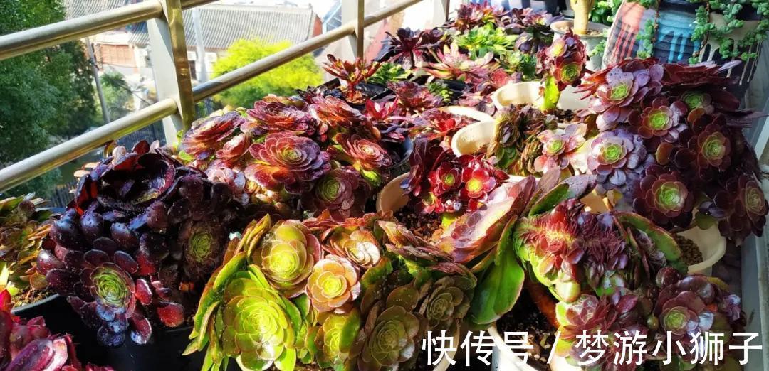 多肉冬天休眠状态不好，只要保证这两点，反而可能更美艳