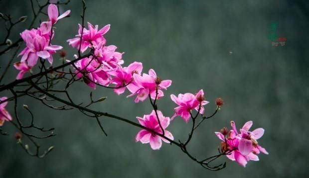 菜根谭$王维的这首诗，凄美至极，短短20字，从花开写到花落