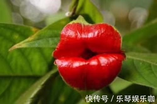 热带雨林|8种贵货花,见过的人真不多,见过3种就是“见多识广”