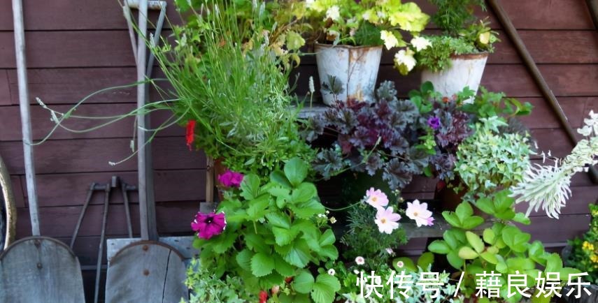 腐叶土|该怎么调配土壤?摸清这3种介质的特性,养花不愁土质不适合