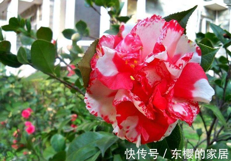 农历7月16日开始,养花养个耐看的,花一开300天,美爆阳台!