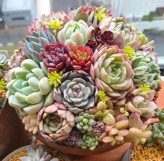 养多肉最怕掉坑里,这6个问题犯一个,多肉都会死翘翘