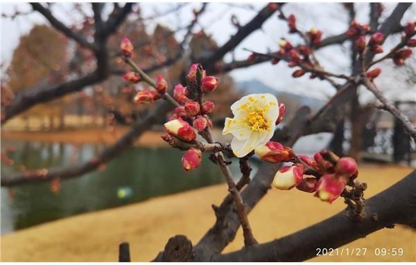 辰山植物园3500平方米梅园 满树春意蓄势待发