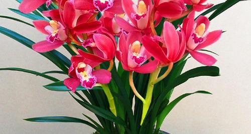 此花，号称兰花中的“开花机器”，颜色鲜艳，四季有花赏