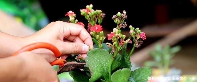 冬天|长寿花冬天不开花怎么办?控水、控枝,注意这两点,花苞挤满