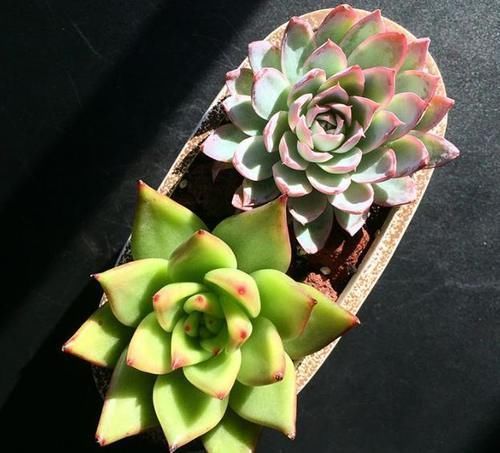 养多肉,这些地方“亮红灯”就得趁早换盆