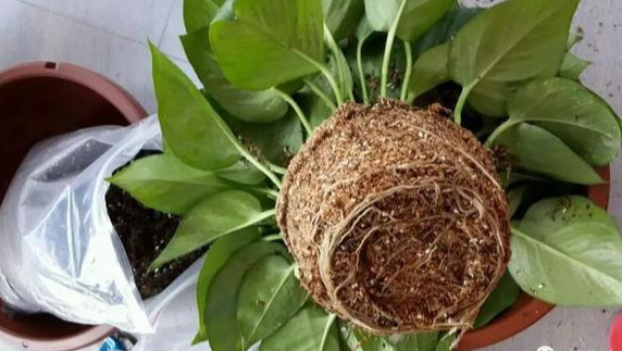 养花技巧花草换盆不懂这3点难怪换完盆就黄叶枯死