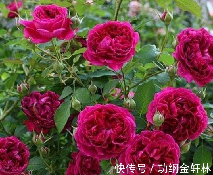 3种“漂亮又好养”的花,一开就是300多天,太好养