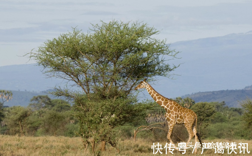 丹尼斯|别看肯尼亚人成天懒懒散散，靠着旅游业和鲜花产业过得很滋润