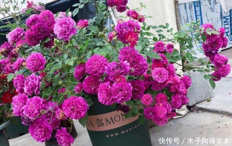 如此漂亮的几种花,花形别致,不用费心,就能长的特别好