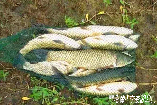 小鱼|民间野钓饵料偏方几个大蒜饵料配方,小鱼绝对不沾,专门钓大鱼