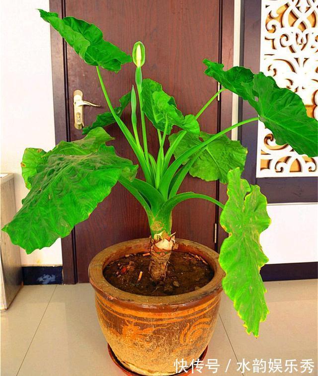 黄花茉莉|8种“小毒花”,叶子毒性大,家里若养着,光看别动它