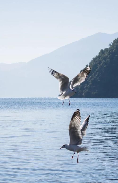 今日起泸沽湖暂停开放，这40张美图够我们“馋”一年！