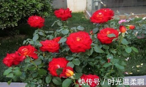 新芽|月季横拉很简单，做好这四点，芽点萌发多，花开多又美