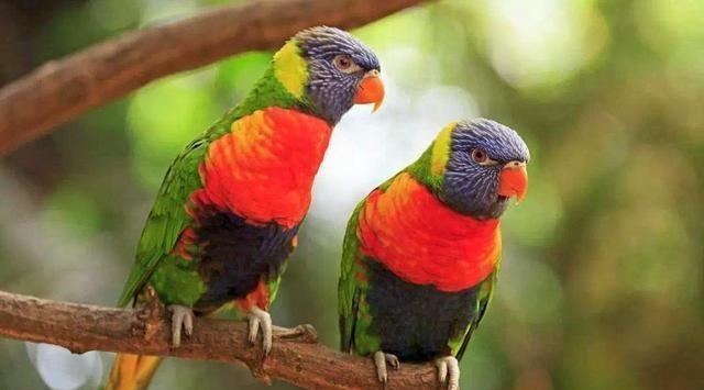 宝妈|鹦鹉将宝宝当成自己孩子,看宝宝吃饭操碎了心,比亲妈还谨慎!