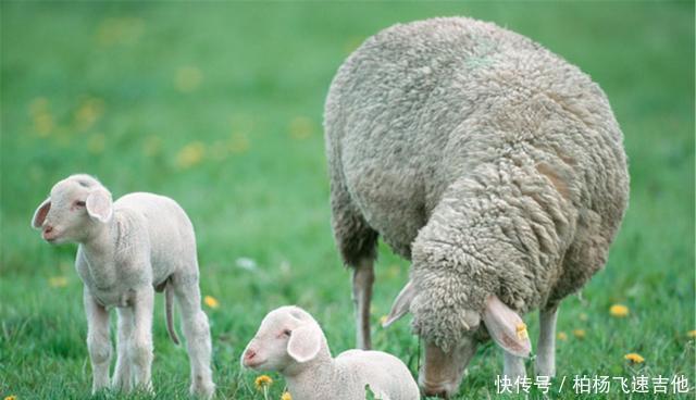 我国哪里的羊肉最好吃好吃的不止一家,这4个地区的羊肉都不错