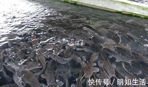 胡子鱼|被人“误解最深”的一条鱼，营养比甲鱼还高，4元一斤，却没人要