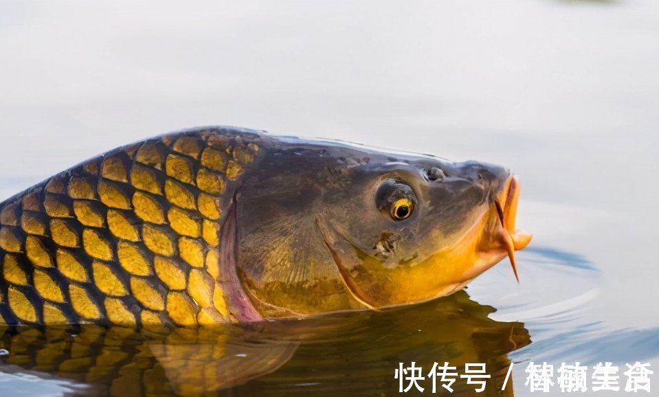 水域|钓鱼调漂技巧!浮漂调漂别搞得太复杂,一看就会调漂方法!