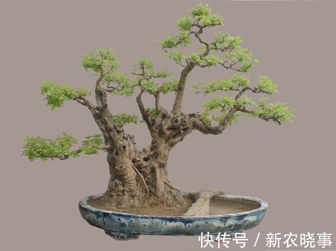 皮实|农村这树遍地是，长得快又皮实，做成盆景却价值不菲！