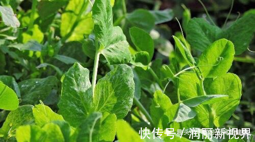 月经不调|女性常月经不调,多食用此菜,痛经好了,防乳腺癌,早知早健康