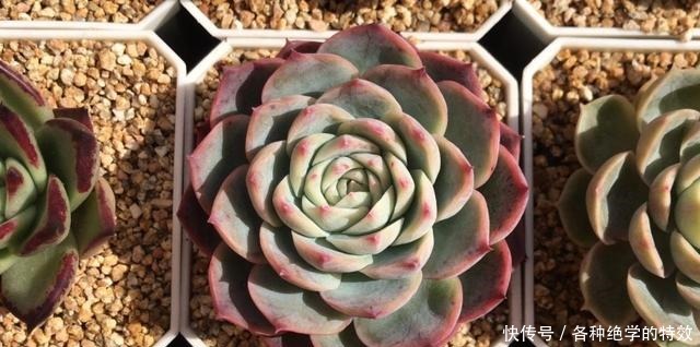 羞红|秋风轻吻,多肉,羞红了脸颊