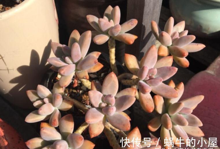 不想等到春暖花开？那10月快给多肉换盆吧！再不换天气可就真冷了