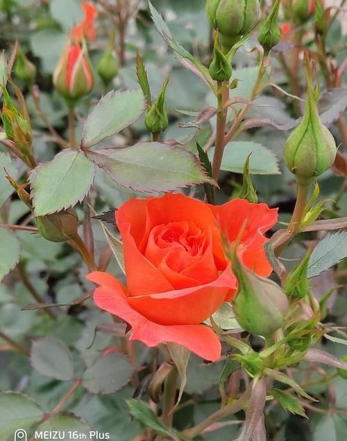 月季果汁阳台有几个颜色的？