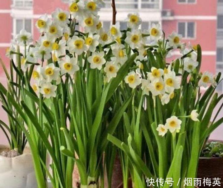 4种花是爆盆能手，好养漂亮，开超超美，人见人爱