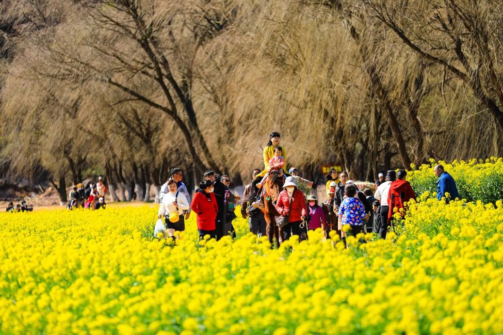 安宁|美极了！云南安宁金黄花海邀您春日一聚