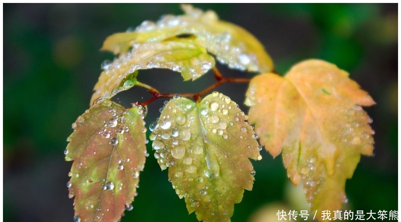 星座|城府深厚，看淡得失的星座，尝尽悲欢离合，酸甜苦辣，却掩藏锋芒