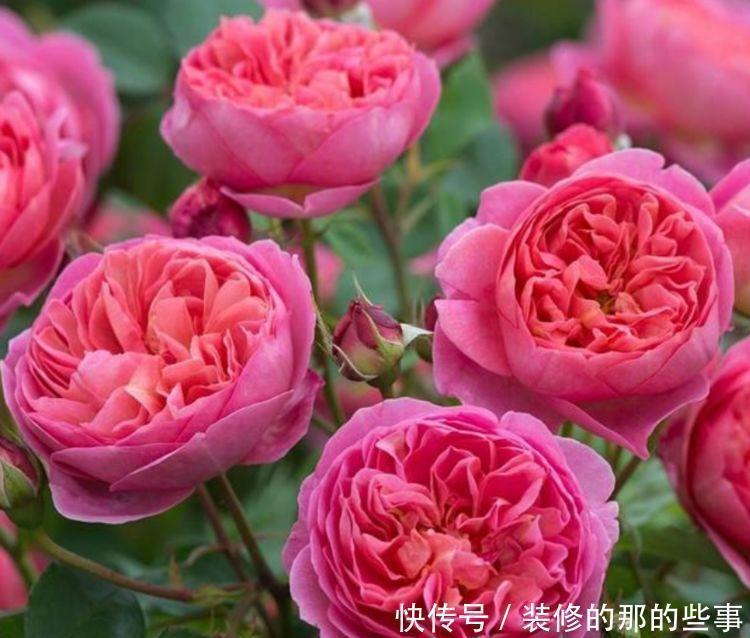 养花就养4种花,家里养一盆,开花漂亮花期长,谁养谁上瘾