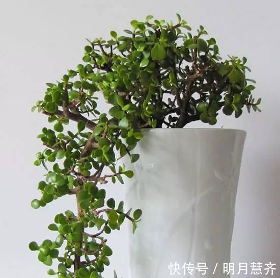 金枝玉叶长势慢，果断“剪一刀”再饿三天，“猛窜芽”变繁花老桩