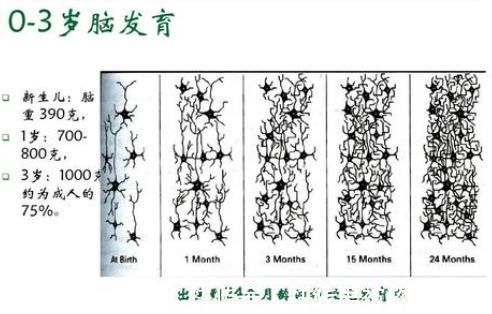 孩子|哈佛研究发现孩子10岁前,有3次“变聪明”的机会