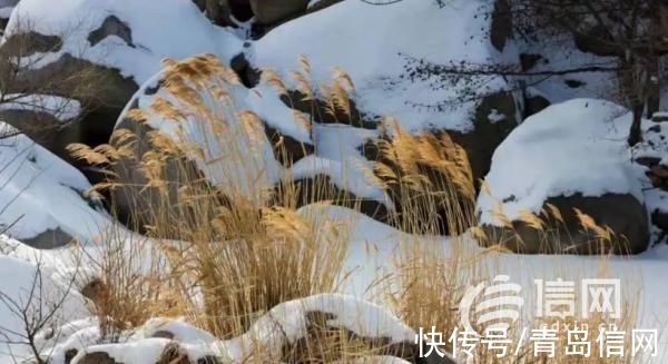 雪后|美成一幅画 雪后北宅处处是美景