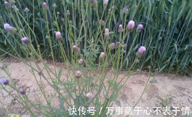 野花野草|农村此种蒲公英,人称“石灰菜”,价值珍贵,对女性很有好处!