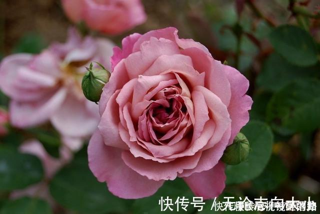 月季|20款紫色月季品种。浓香、抗病非常好养，天然紫色唯美盛开