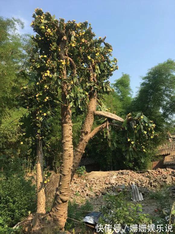 煞气|3种“丑花”,长得不怎么样,却能旺运镇宅,关键还好养