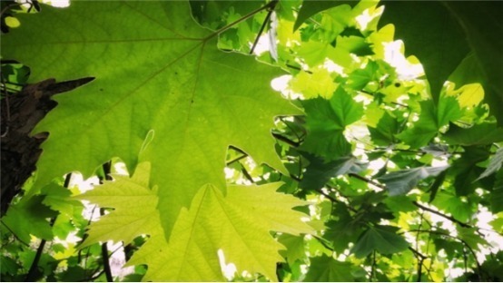 植物|3种摘片叶子就能活的花,懒人最爱,俩个月就爆盆!