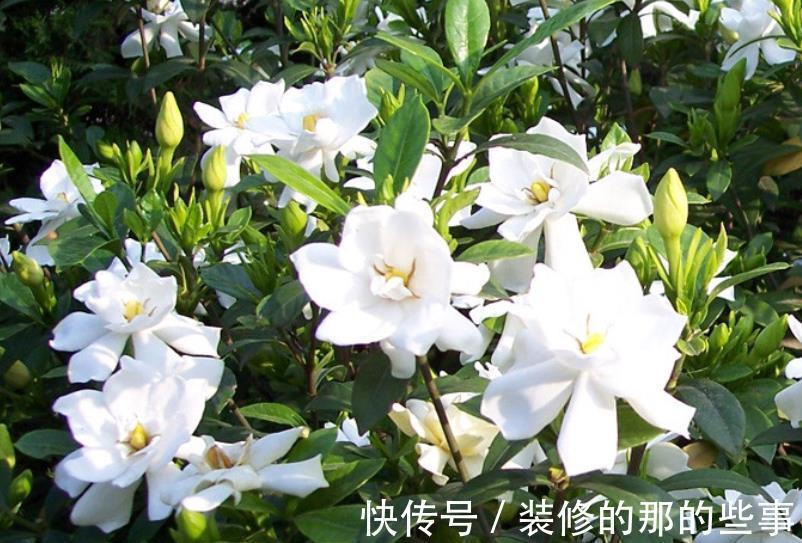10月逛花市,7种花不能买,带回家养不好,来年不开花