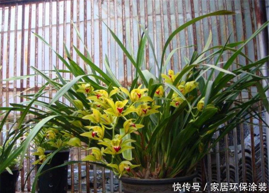 兰花|夏天养兰花，学会3个巧办法，叶子翠绿长势好，冬天猛开花