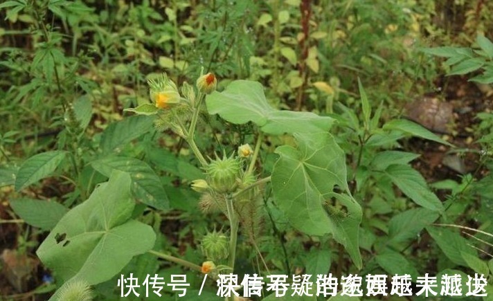 健康|此野草是个宝，遇到一定要拔回家，对健康有好处，来了解下