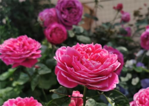  不用担心|养月季，冬天“巧修剪”，来年开花翻3倍