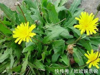 淡化|蒲公英和此物一起泡,睡前喝一杯,淡化色斑皱纹,眼睛越来越明亮