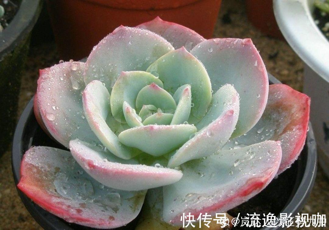 妖妖|多肉根系不够壮记住4点,半月养出大白根!