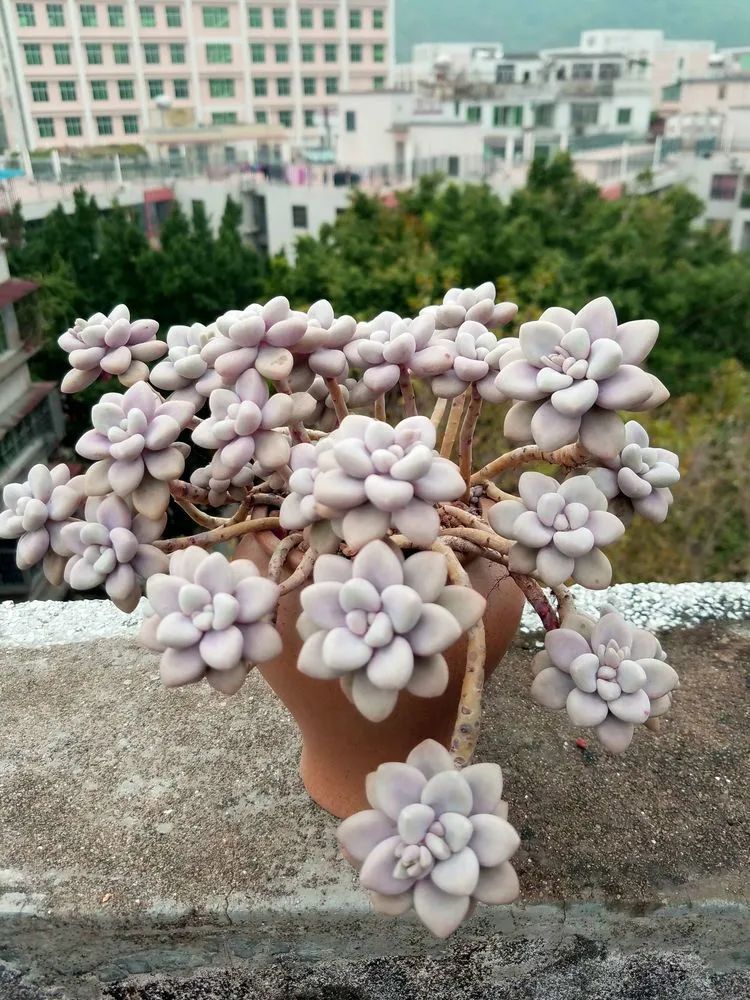 养肉三年,分享养肉经验,谈谈适合逆开挂区的多肉!