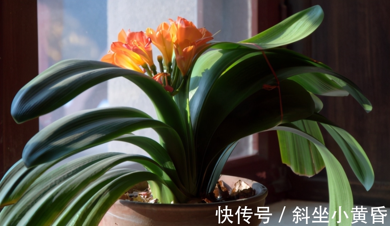 换盆|君子兰想要明年开花,春季就要换盆,掌握好技巧,才能长得旺盛