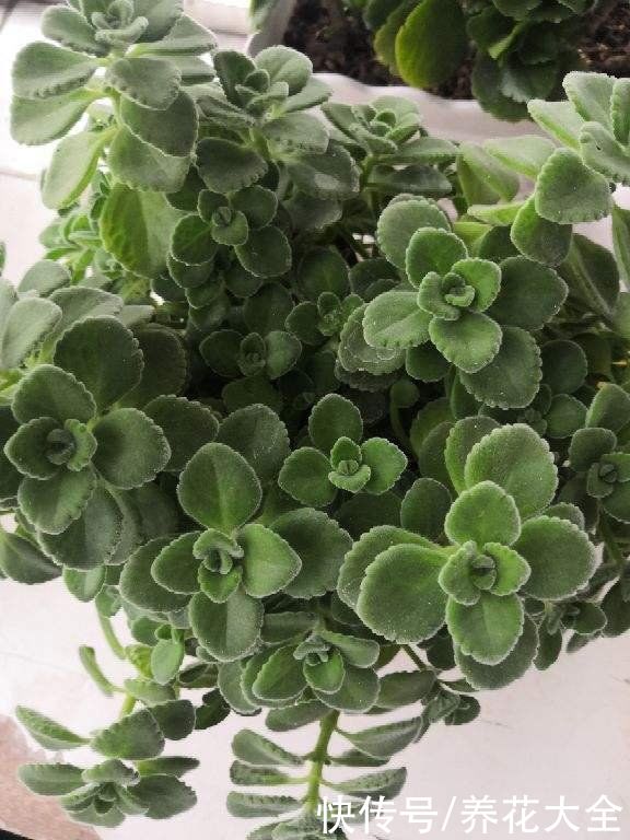 紫米粒|沾土就活的花，叶子掉土里，呼呼蹿出小肉芽