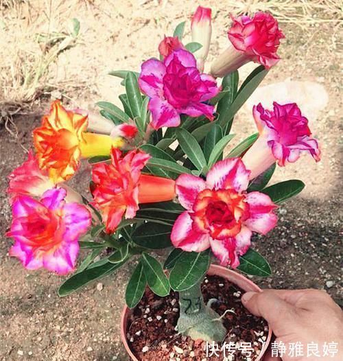 浇水|比仙人掌还耐活的花,几乎全年不用浇水,花色艳丽,花期长8个月