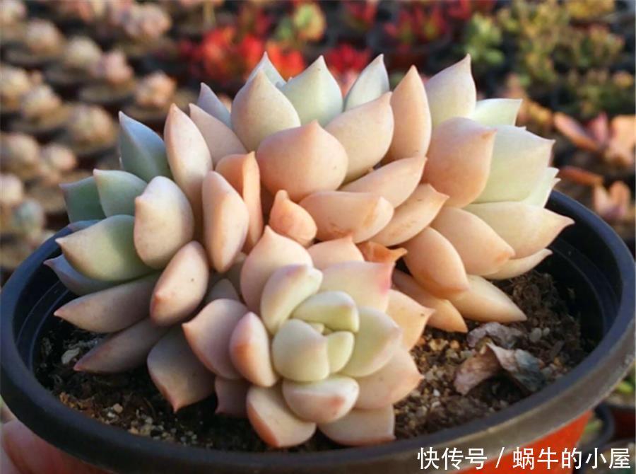 普货多肉中的战斗机——白牡丹,做好2个点,出状态比贵货还漂亮